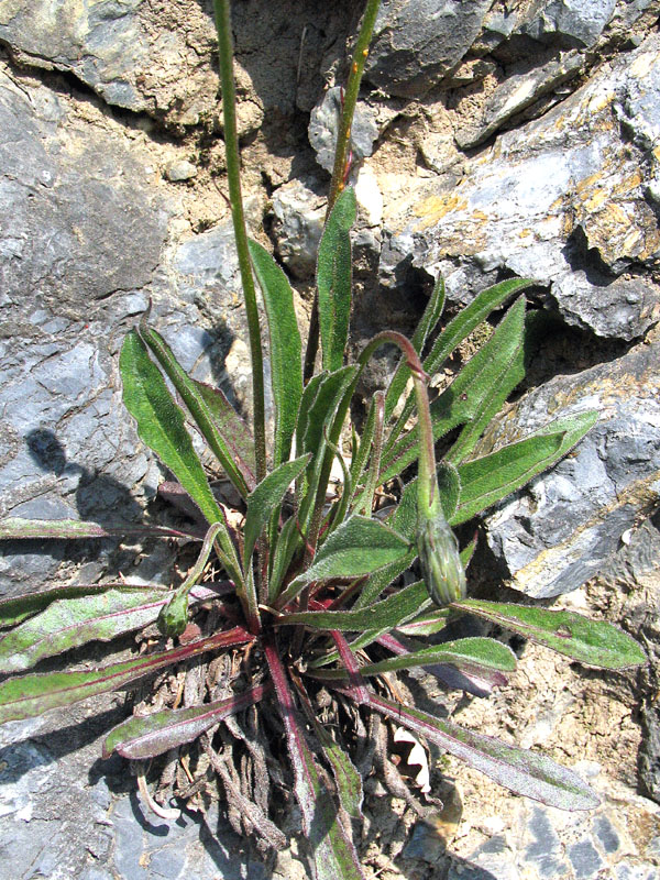Leontodon tenuiflorus / Dente di leone insubrico.